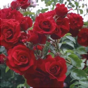 Trandafir Urcător "Dance des Simples", la Ghiveci 3L, Anul 2, 1 Bucată