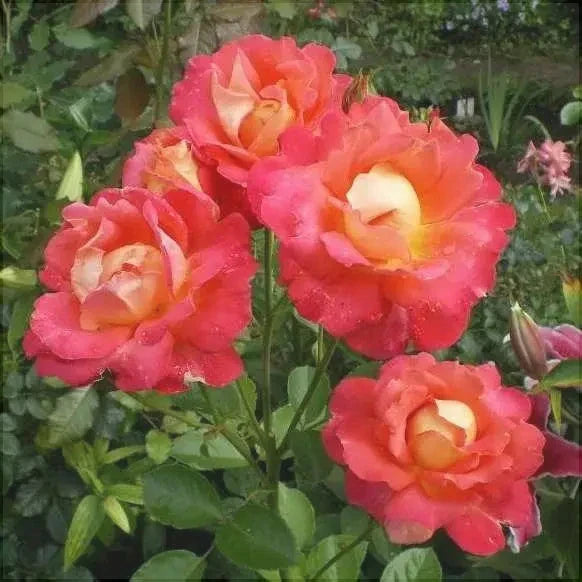 Trandafir Urcător "Decor", la Ghiveci 3L, Anul 2, 1 Bucată