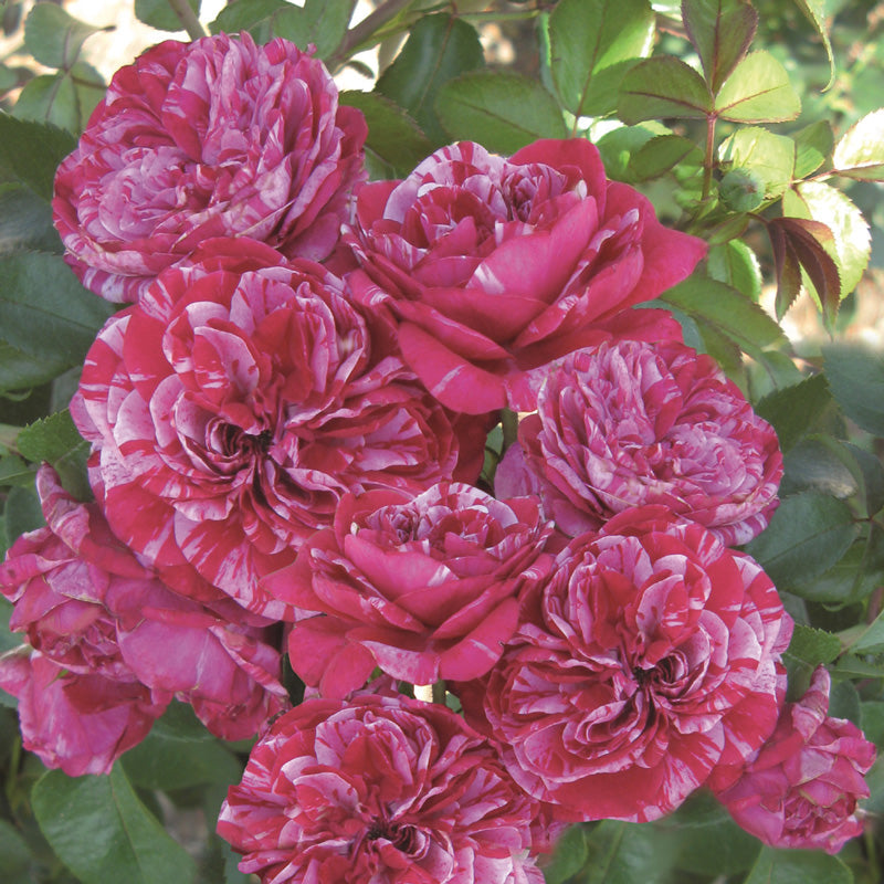 Trandafir Urcător "Easy Faschion", la Ghiveci 3L, Anul 2, 1 Bucată