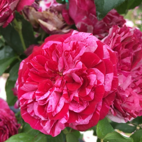 Trandafir Urcător "Easy Faschion", la Ghiveci 3L, Anul 2, 1 Bucată