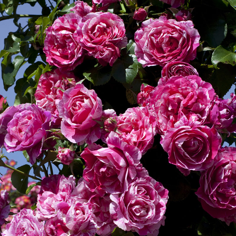 Trandafir Urcător "Easy Faschion", la Ghiveci 3L, Anul 2, 1 Bucată