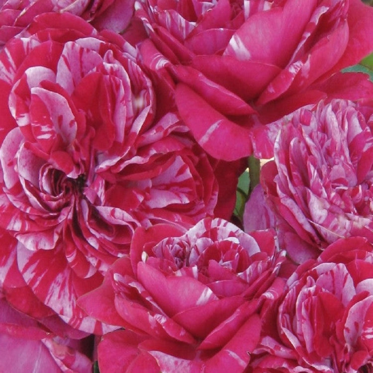 Trandafir Urcător "Easy Faschion", la Ghiveci 3L, Anul 2, 1 Bucată