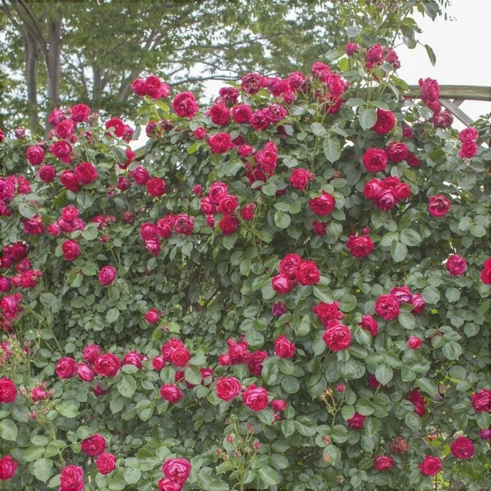 Trandafir Urcător "Eric Tabarly", la Ghiveci 3L, Anul 2, 1 Bucată