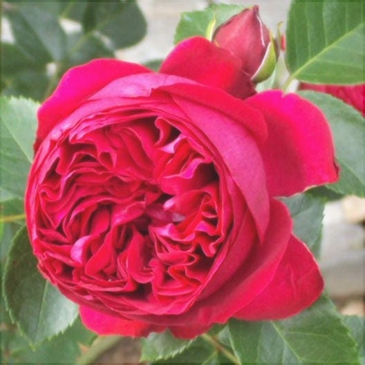 Trandafir Urcător "Eric Tabarly", la Ghiveci 3L, Anul 2, 1 Bucată