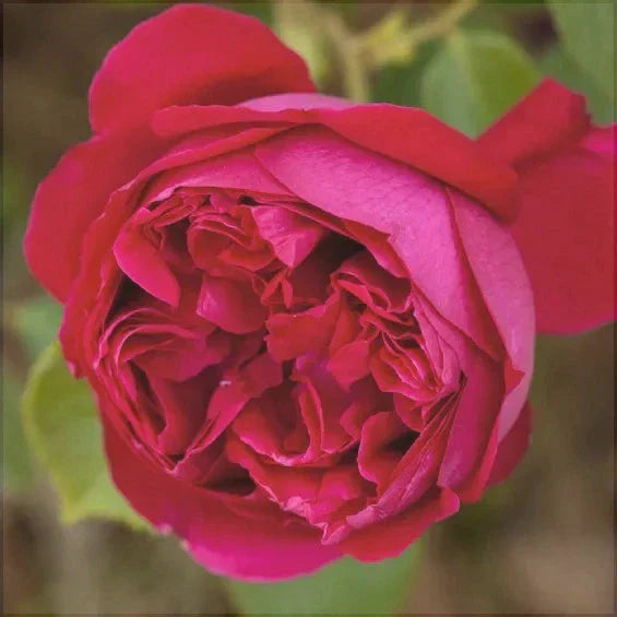 Trandafir Urcător "Eric Tabarly", la Ghiveci 3L, Anul 2, 1 Bucată