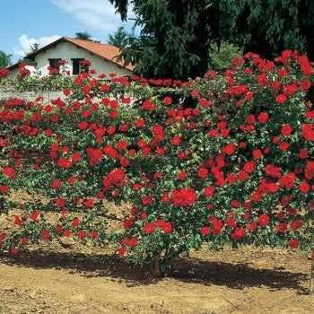 Trandafir Urcător "Exploit", la Ghiveci 3L, Anul 2, 1 Bucată