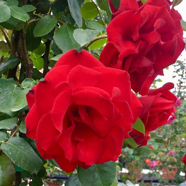 Trandafir Urcător "Exploit", la Ghiveci 3L, Anul 2, 1 Bucată