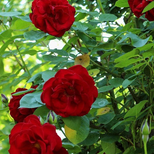 Trandafir Urcător "Exploit", la Ghiveci 3L, Anul 2, 1 Bucată