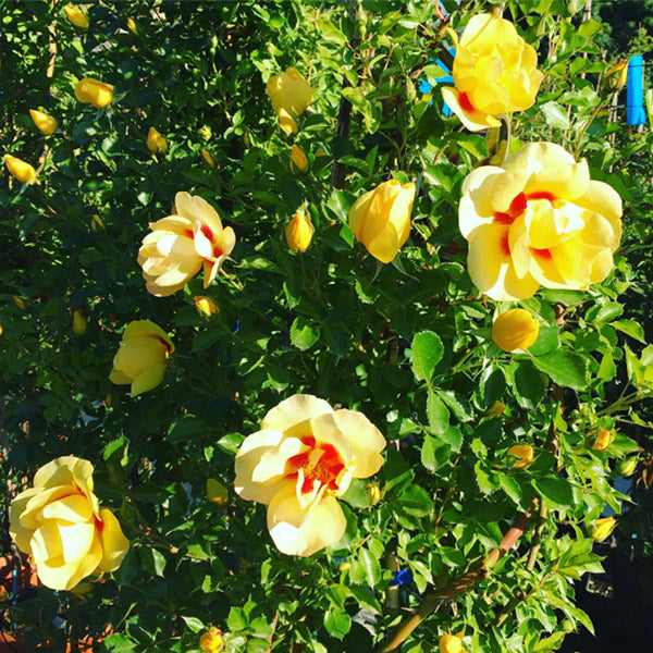 Trandafir Urcător "Eyeconic", la Ghiveci 3L, Anul 2, 1 Bucată