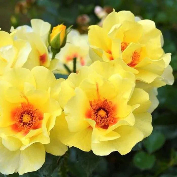 Trandafir Urcător "Eyeconic", la Ghiveci 3L, Anul 2, 1 Bucată