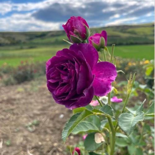 Trandafir Urcător "Mov Parfumat", la Ghiveci 3L, Anul 2, 1 Bucată