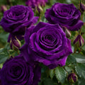 Trandafir Tufa Eminence la ghiveci, soi cu flori mari duble mov liliachiu inchis si parfum intens, ideal pentru gradini, borduri si ronduri florale