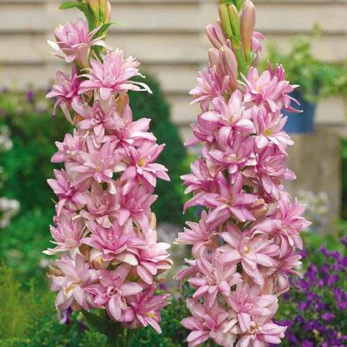 Tuberoses-Polianthes-Pink-Sapphire - Pepiniera României