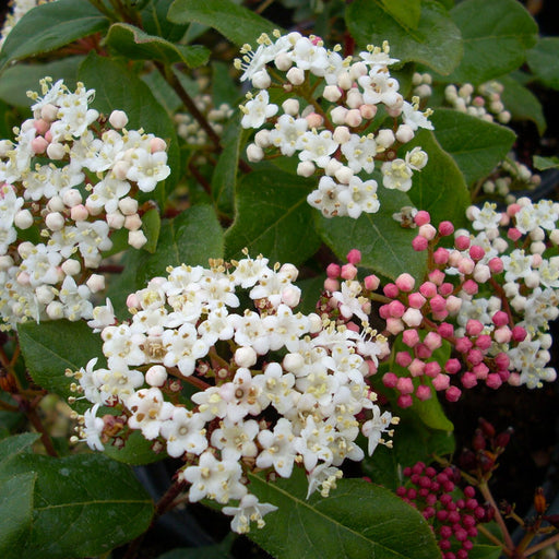 Viburnum 'Gwenllian'(Bulgarele de Zapada)