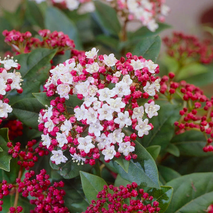 Viburnum 'Gwenllian'(Bulgarele de Zapada)