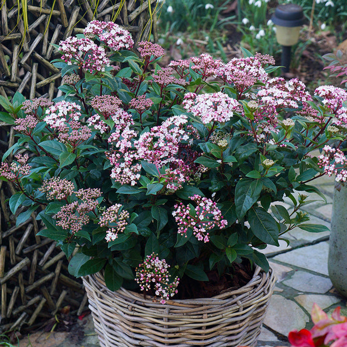 Viburnum 'Spirit'(Bulgarele de Zapada)
