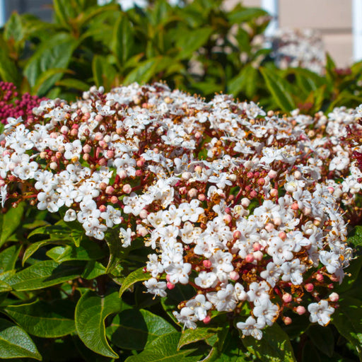 Viburnum 'Spirit'(Bulgarele de Zapada)