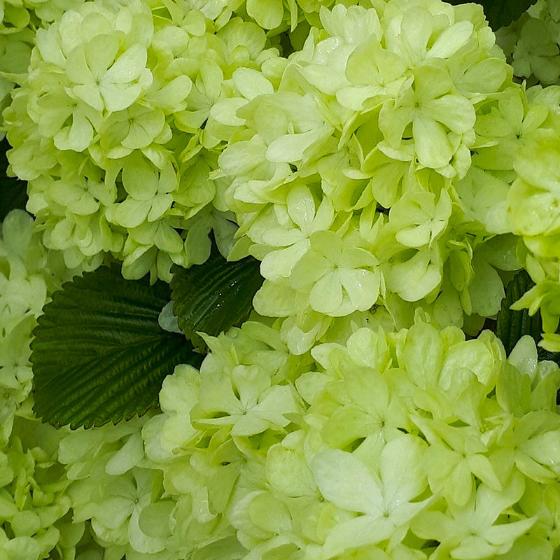 крупный план светло-зелёных цветков калины с зелёными листьями, Viburnum Spring Glory