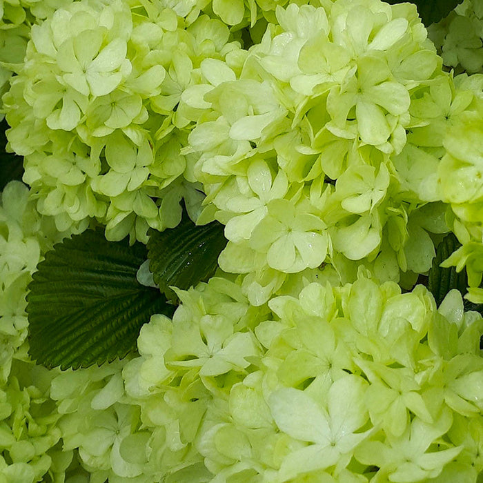 Viburnum "Magical Spring Glory",  100 - 120 cm (Bulgarele de Zapada)