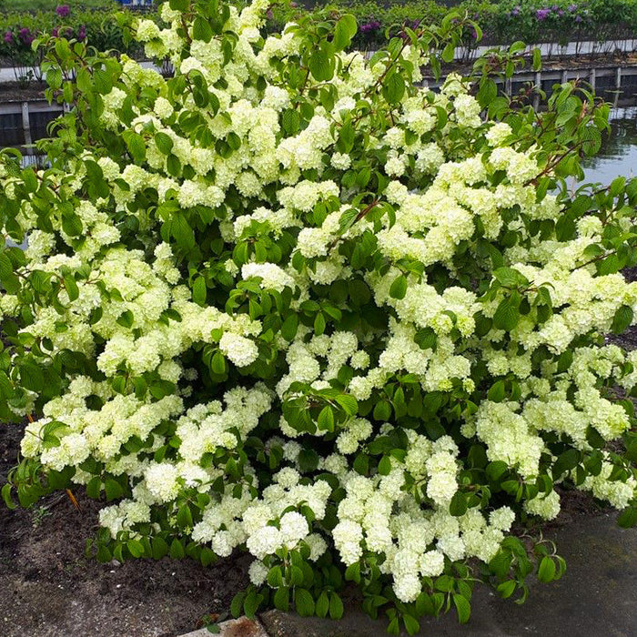 Viburnum "Magical Spring Glory",  100 - 120 cm (Bulgarele de Zapada)