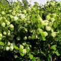 Куст калины Spring Glory с крупными белыми соцветиями на фоне зелёных листьев