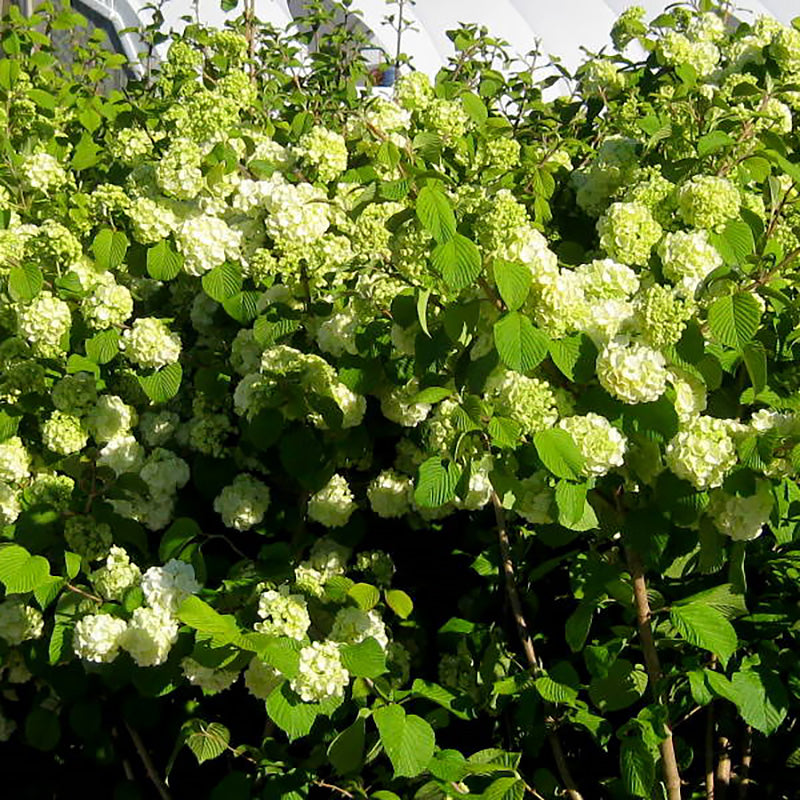 Куст калины Spring Glory с крупными белыми соцветиями на фоне зелёных листьев
