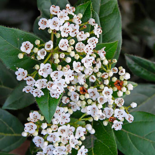 Viburnum 'Tinus'(Bulgarele de Zapada)