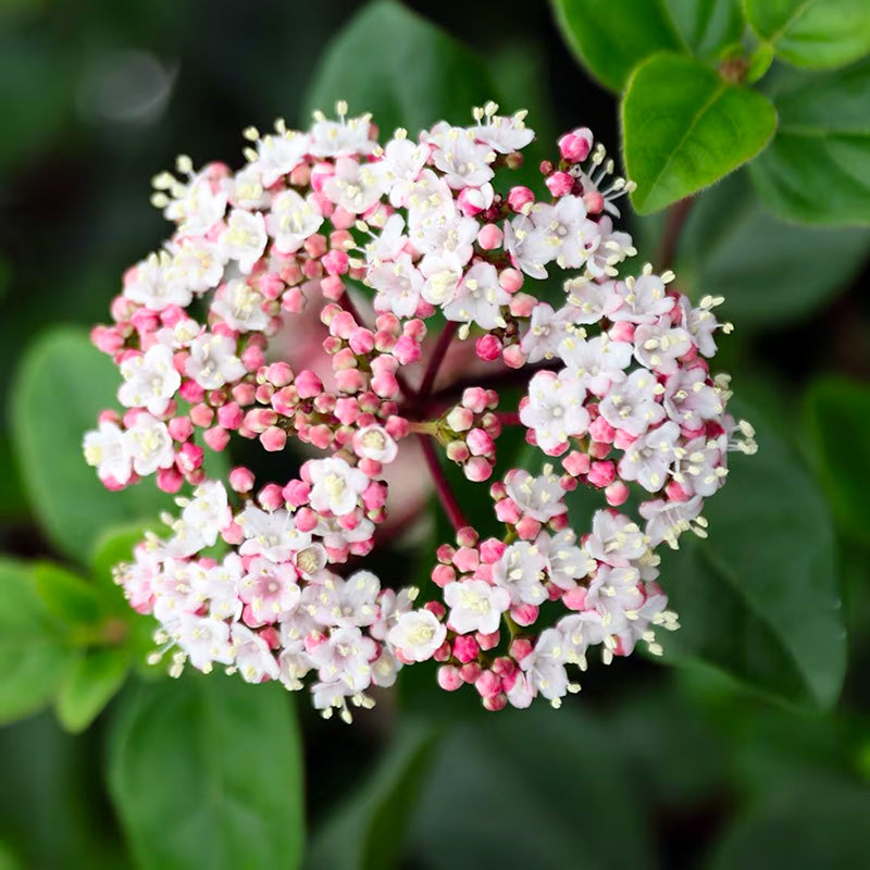 Цветущая ветка калины Viburnum tinus с розово-белыми соцветиями и зелёными листьями