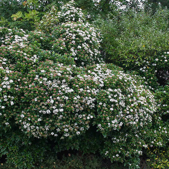 Viburnum 'Eve Price'(Bulgarele de Zapada)