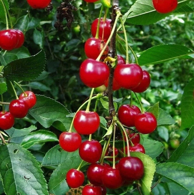 Visin Columnar - Pom Fructifer anul 2, 1 Bucata