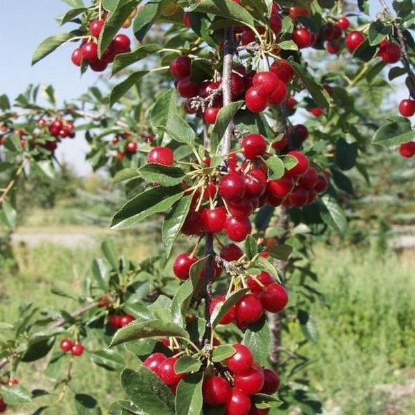 Visin Columnar - Pom Fructifer anul 2, 1 Bucata