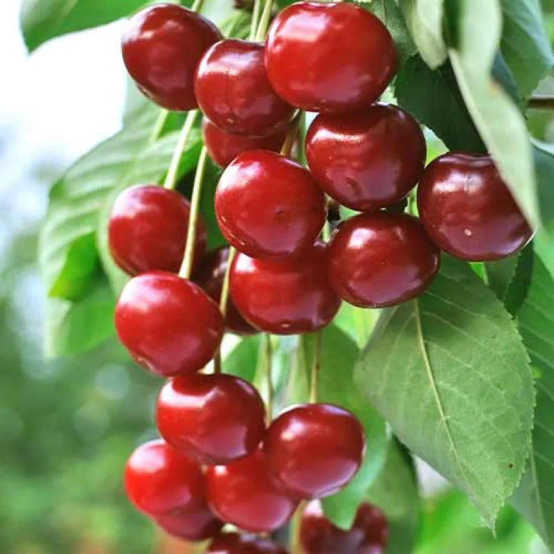 Visin Columnar - Pom Fructifer anul 2, 1 Bucata