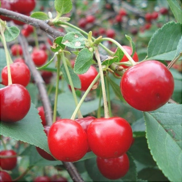 Pomi Fructiferi - Visin Crisana - Anul 3 - 1 buc - Pepiniera Romaniei