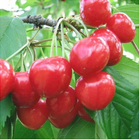 Pomi Fructiferi - Visin Crisana - Anul 3 - 1 buc - Pepiniera Romaniei