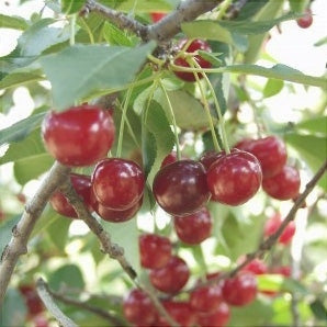 Pomi Fructiferi - Visin Crisana - Anul 3 - 1 buc - Pepiniera Romaniei