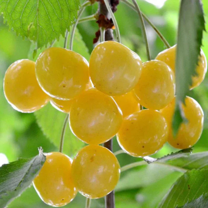 Pomi Fructiferi - Vișin Galben - Anul 3 - 1 buc - Pepiniera Romaniei