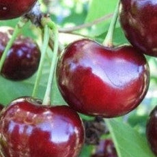 Спелые вишни гибридного сорта на ветке с зелёными листьями, крупные плоды