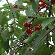 Pomi Fructiferi - Visin Hibrid de Voluntari - Anul 3 - 1 buc - Pepiniera Romaniei