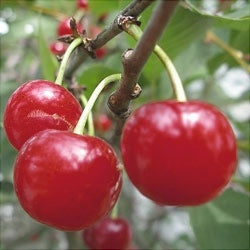 Pomi Fructiferi - Visin Ilva - Anul 3 - 1 buc - Pepiniera Romaniei