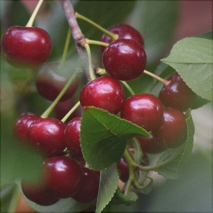 Visin "Ilva", Anul 2, 1 Bucata