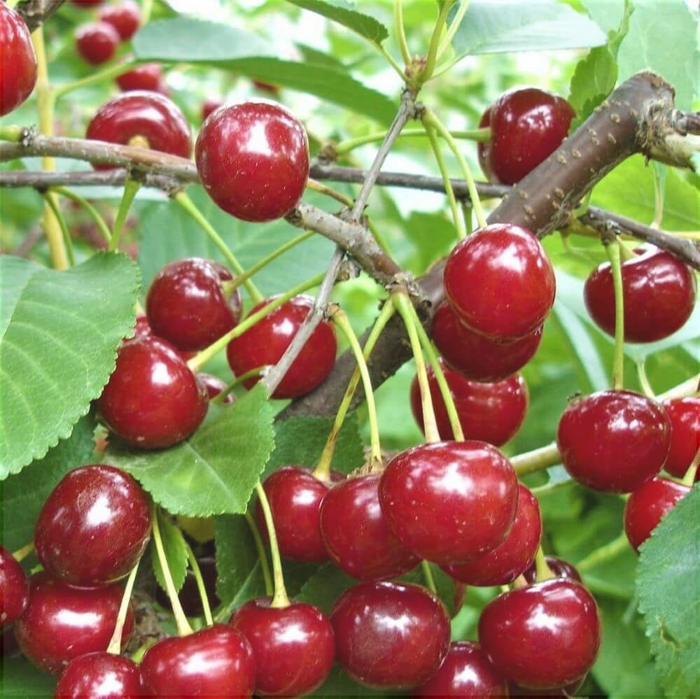 Pomi Fructiferi - Visin Meteor - Anul 3 - 1 buc - Pepiniera Romaniei