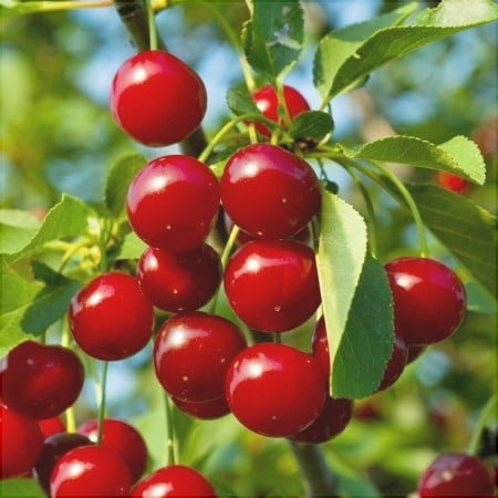 Pomi Fructiferi - Visin Meteor - Anul 3 - 1 buc - Pepiniera Romaniei