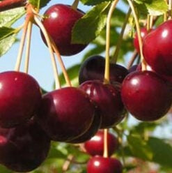 Visin "Morella Neagra", Anul 2, 1 Bucata