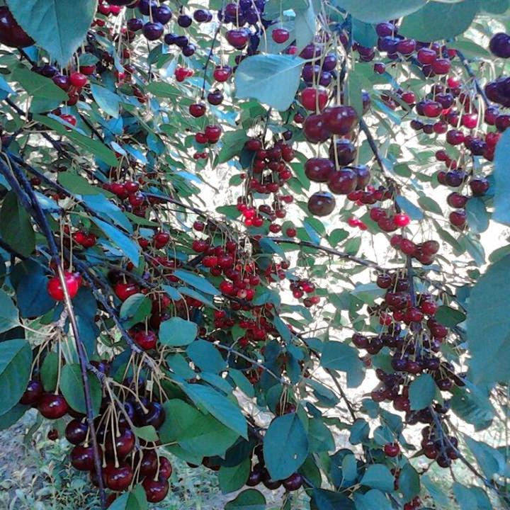 Pomi Fructiferi - Visin Morella Neagra - Anul 3 - 1 buc - Pepiniera Romaniei