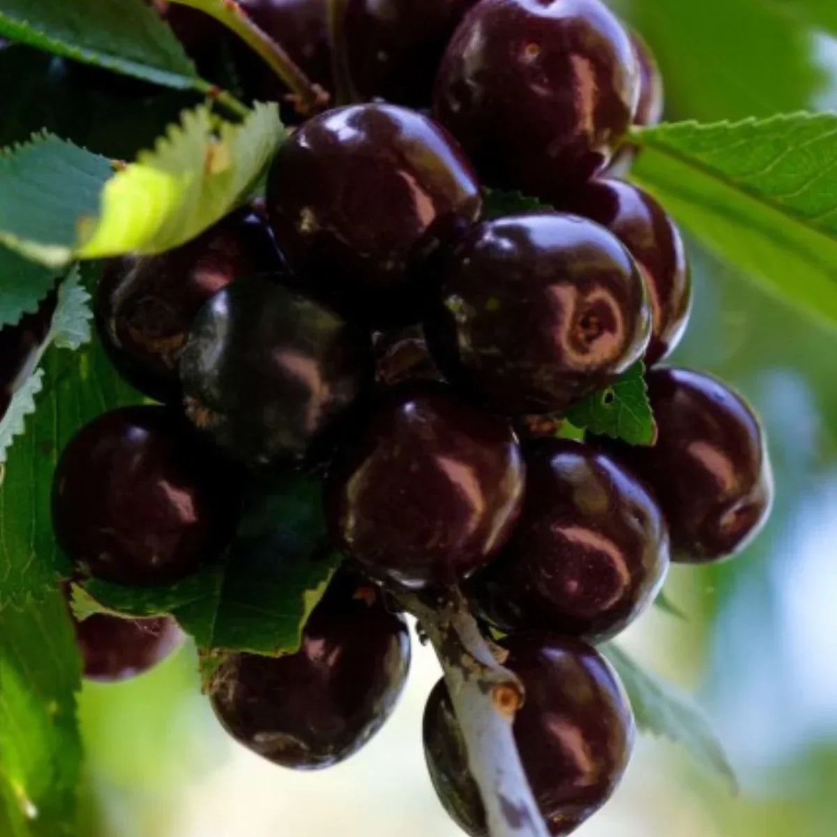 Pomi Fructiferi - Visin Morella Neagra - Anul 3 - 1 buc - Pepiniera Romaniei