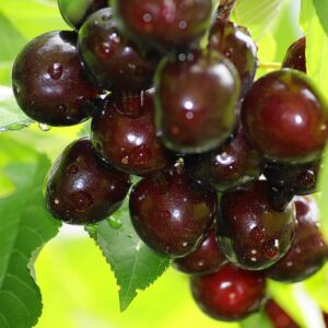 Pomi Fructiferi - Visin Morella Neagra - Anul 3 - 1 buc - Pepiniera Romaniei