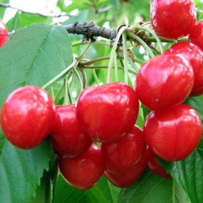 Pomi Fructiferi - Visin Nana - Anul 3 - 1 buc - Pepiniera Romaniei