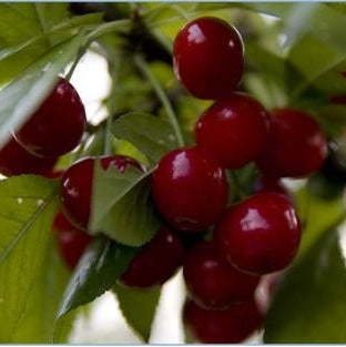 Pomi Fructiferi - Visin Nana - Anul 3 - 1 buc - Pepiniera Romaniei