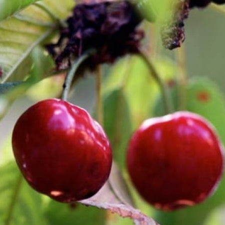 Visin "Nana", Anul 2, 1 Bucata