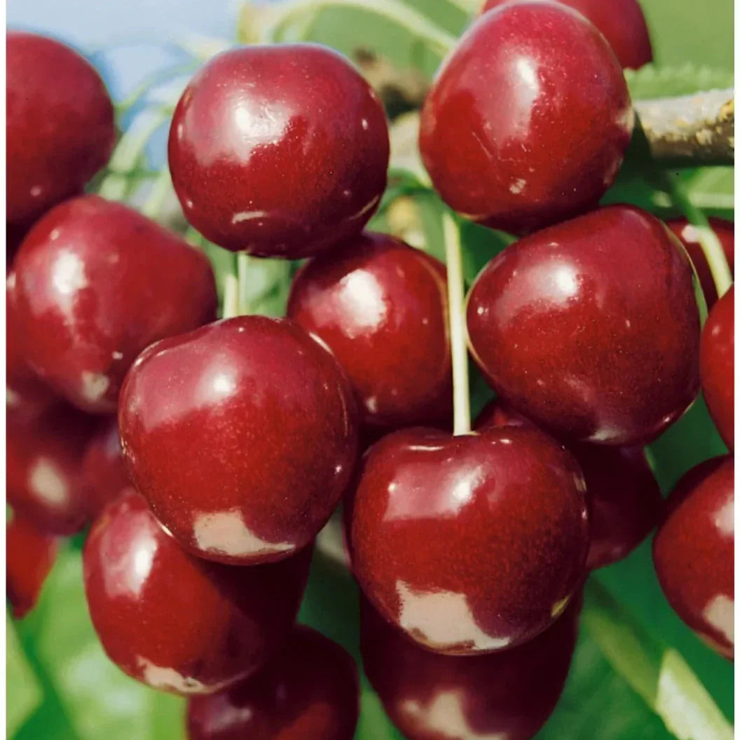 Pomi Fructiferi - Visin North Star - Anul 3 - 1 buc - Pepiniera Romaniei